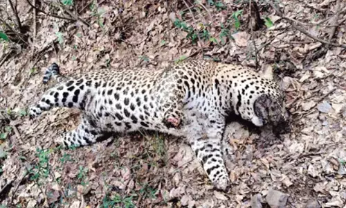 cheetah,  died, poachers, chittoor district