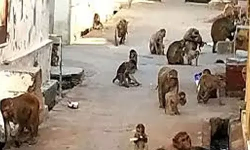 monkeys, havoc, students,  tekulapally model school