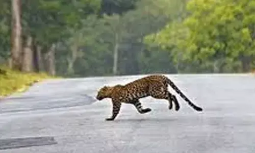 leopard, roaming,  kalyanadurgam, ananthpuram district