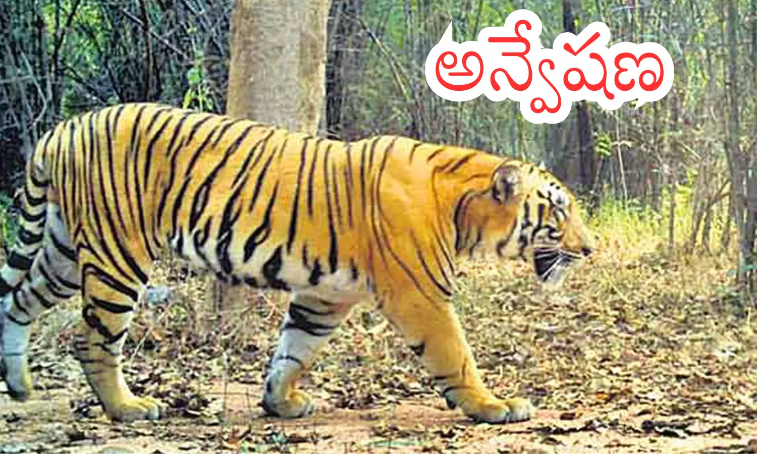 tiger,  companionship,  tribe , adilabad district