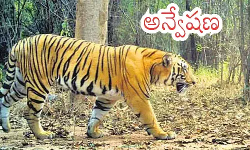 tiger,  companionship,  tribe , adilabad district