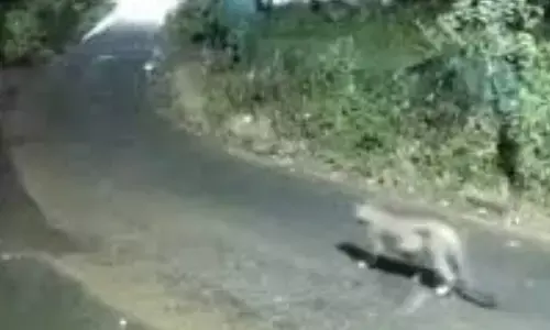 leopard,  roaming, penchalakona, nellore district