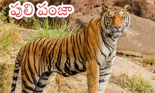 tiger,attacks, adilabad district, telanana
