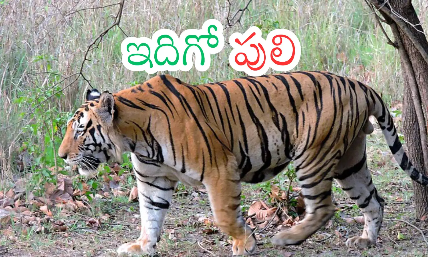 tiger, terrorizes, people, komurambhim district tiger, terrorizes, people, komurambhim district