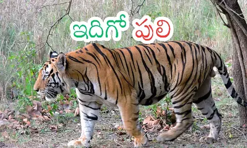 tiger, terrorizes,  people, komurambhim district