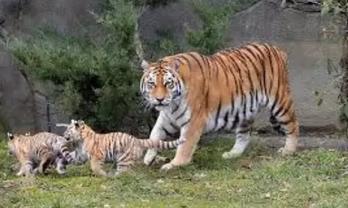 tiger cubs, movement, lingala mandal, kadapa district