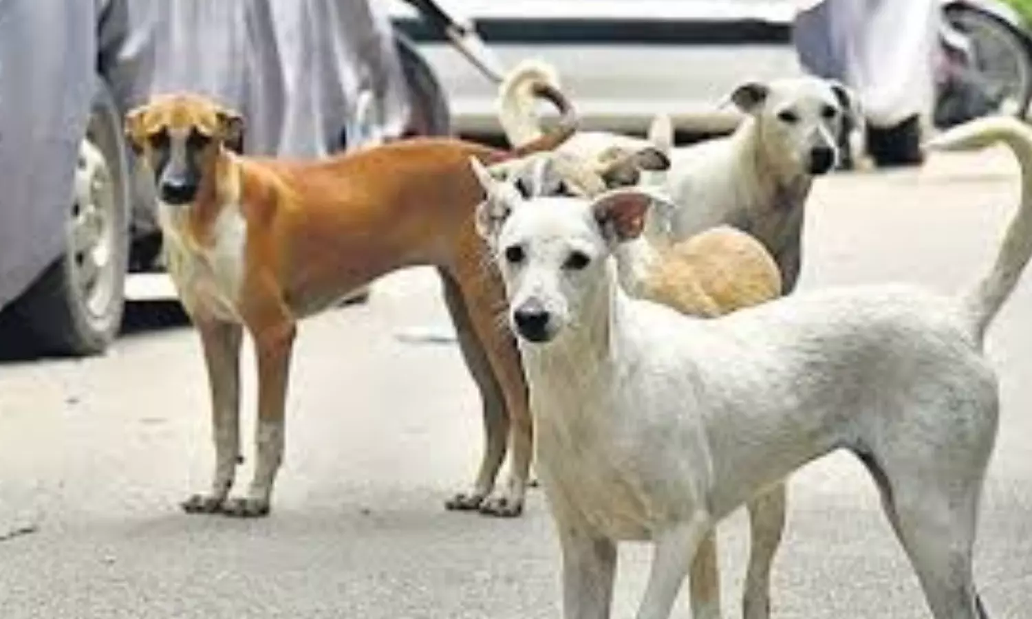 stray dogs,  injured,  twenty five people, mahabubnagar district