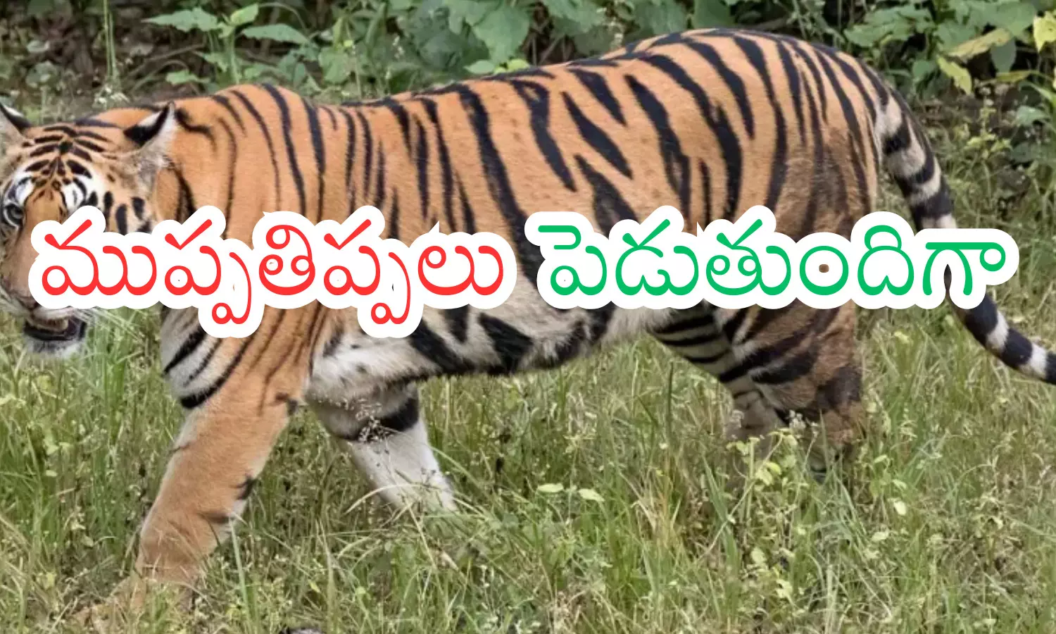 tiger, movement, scared , kumaram bheem district