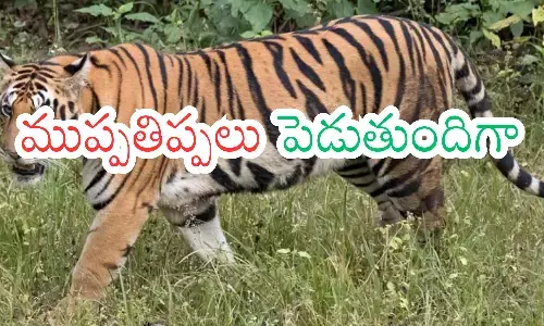 tiger, movement, scared , kumaram bheem district