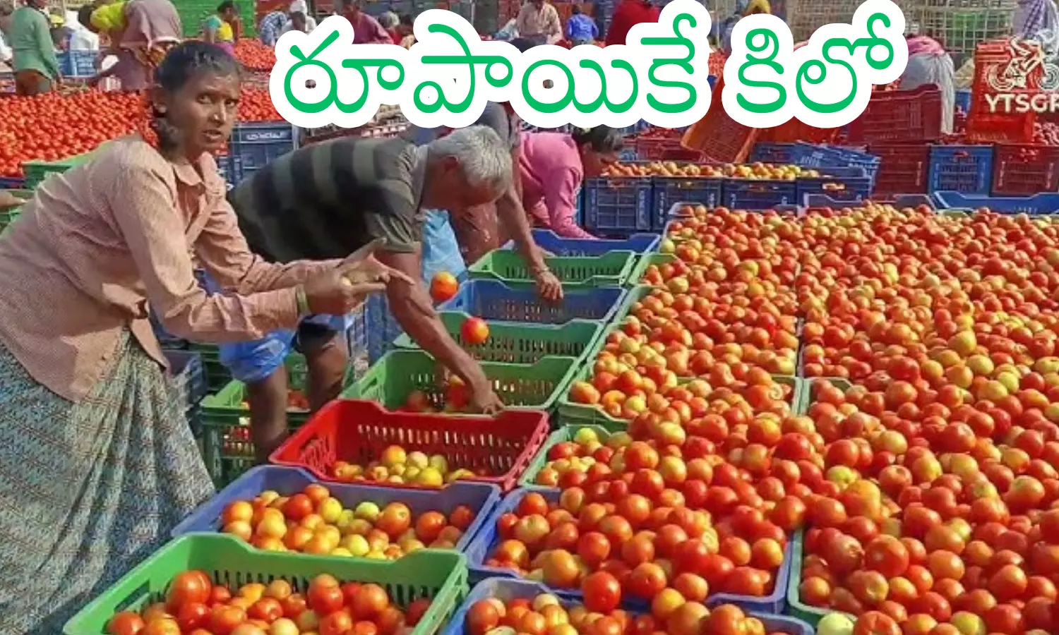 tomato, price,  fallen, one rupee