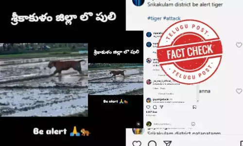 ఫ్యాక్ట్ చెక్: పొలాల్లో పులి తిరుగుతున్న వీడియోకు శ్రీకాకుళంకు ఎలాంటి సంబంధం లేదు