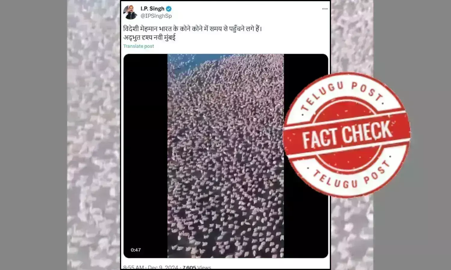 Flamingo,Kazhkistan, Navi Mumbai