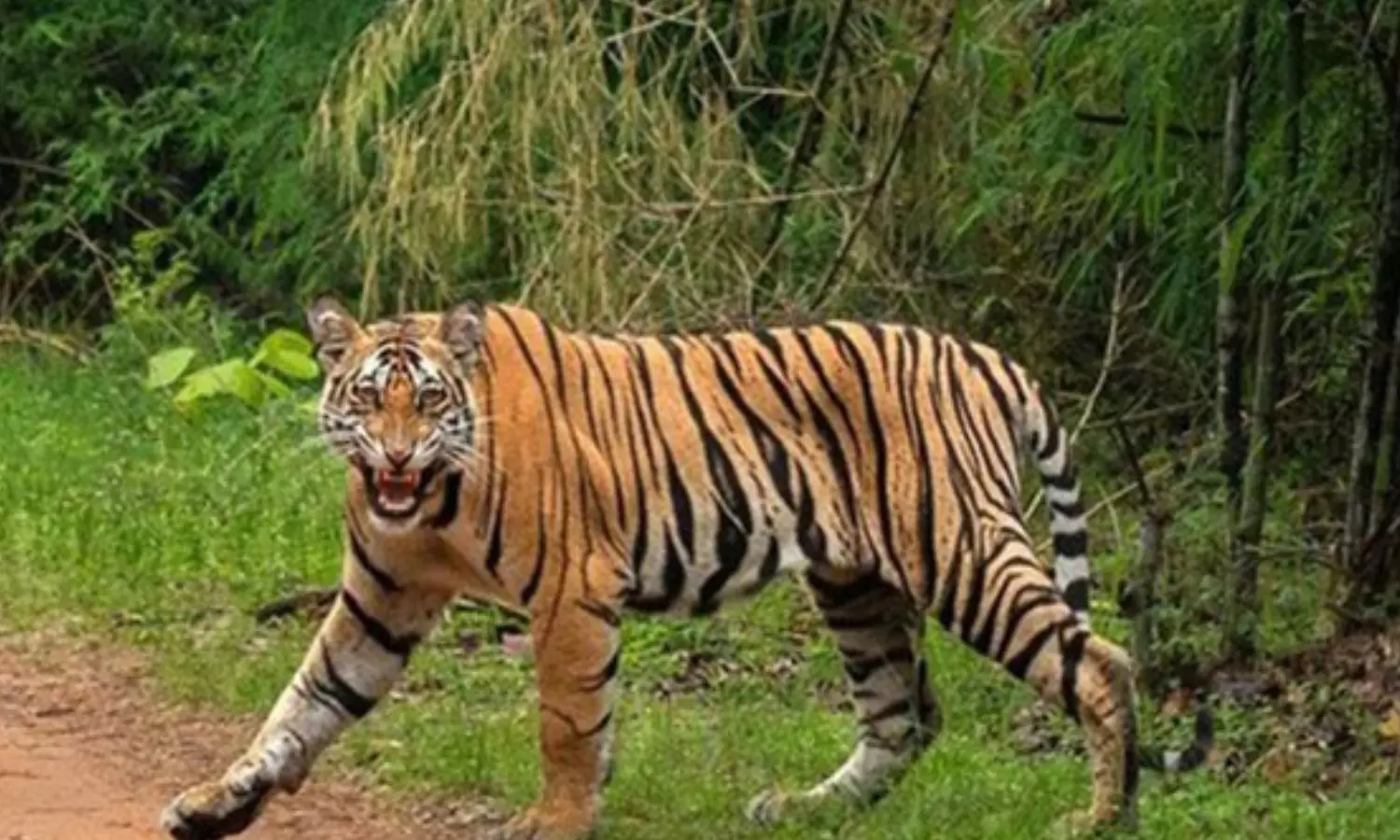 tiger, forest deapartment, roaming, borders of telangana