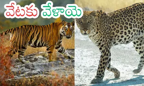 tigers, leopard,  andhra pradesh, telangana