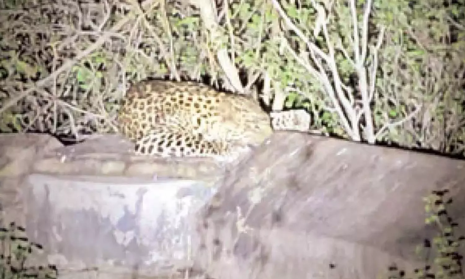 leopard, movement,  devotees,  srisailam high way