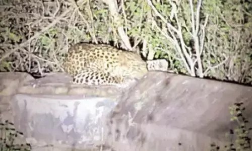 leopard, movement,  devotees,  srisailam high way
