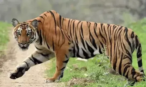 tiger, roaming, mulugu district, telangana
