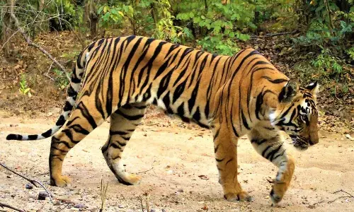 tiger, roams, farmer, komuram bheem asifabad district