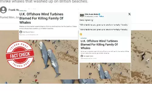 Fact Check: Are Offshore Wind Turbines Responsible for Whale Deaths in the UK?
