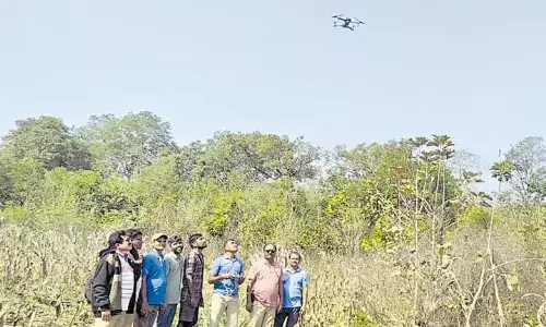 tiger,  movement, warangal district,  telangana