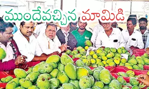 mangoes, traders, season,  hyderabad