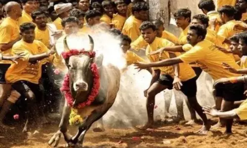 jalli kattu, today, pudukottai,  tamil nadu