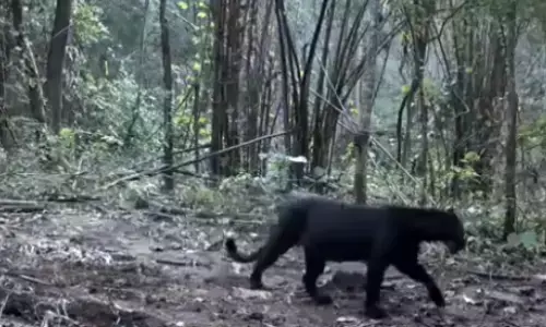 black leopard, caught,  camera,  odisha