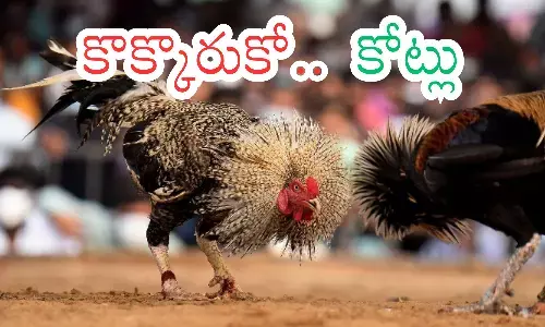 cock fight, sankranti, godavari districts, andhra pradesh
