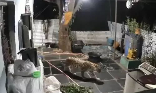 leopard, roaming,  house, srisailam