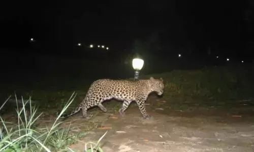 leopard, movement,  kalyanadurgam constituency, anantapur district