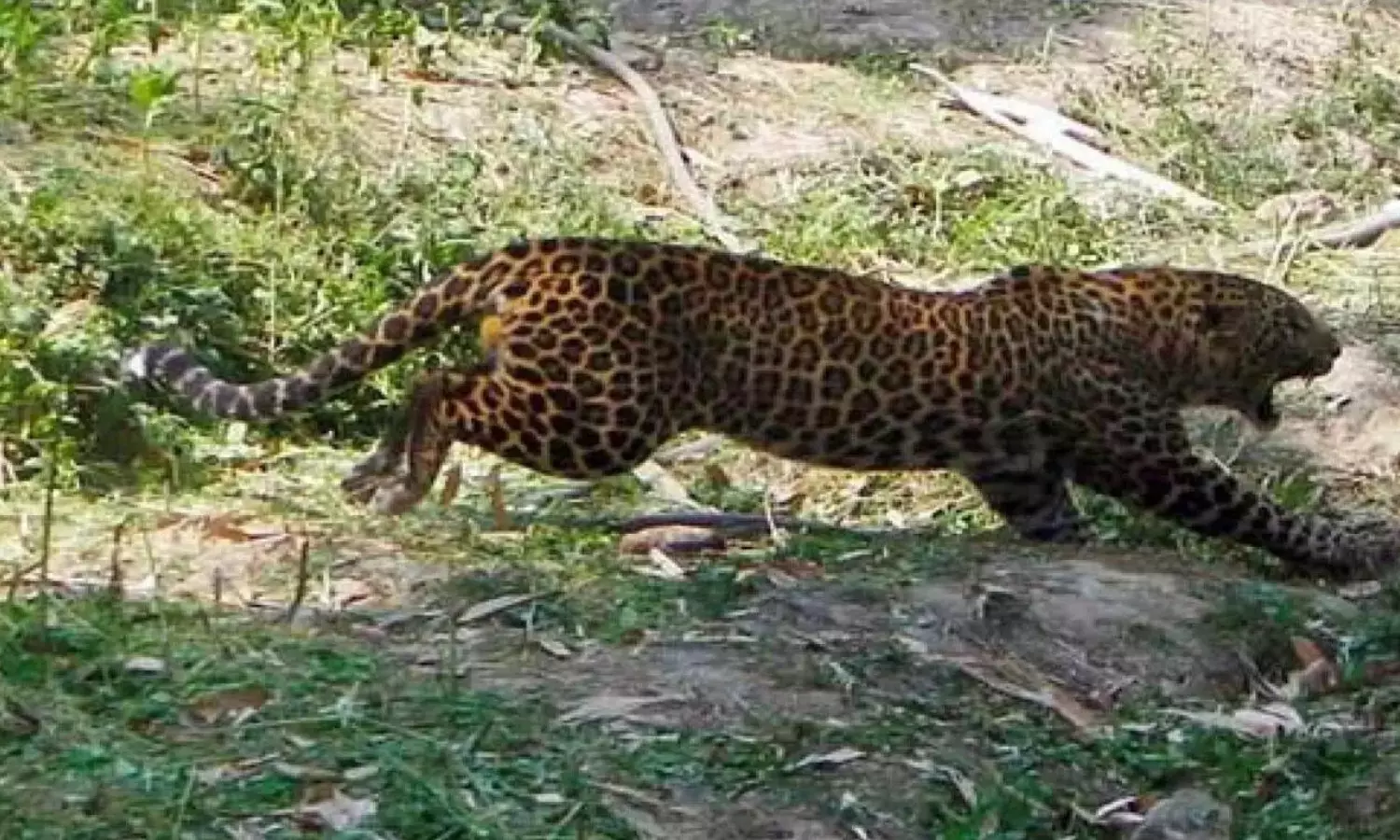 leopard,  attack,  ttd employee. tirupati