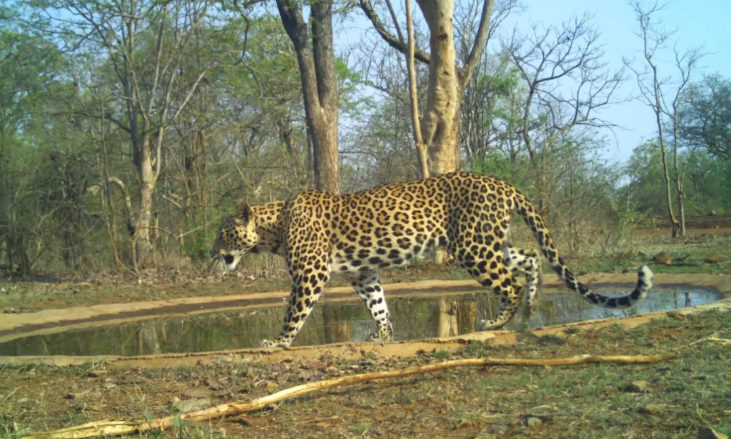 leopard, roaming, GK street, alluri district