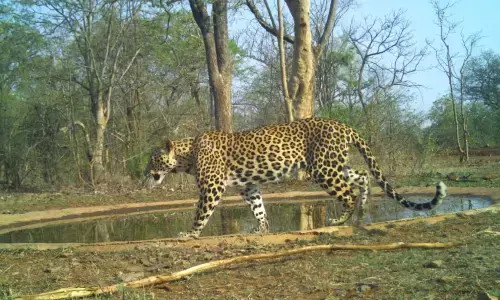 leopard, roaming, GK street, alluri district