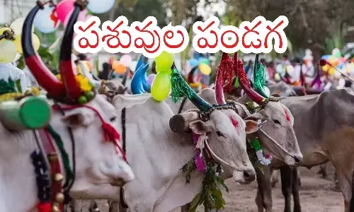 cattle festival, kanuma, chittoor district, andhra pradesh