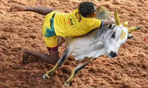 jallikattu, competitions , injured,  tamil nadu