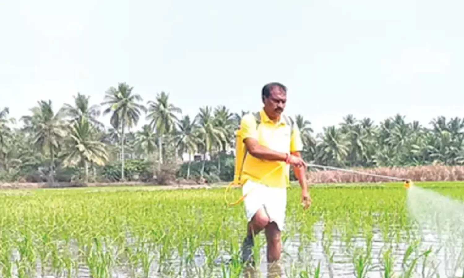 nimmala ramanaidu, farm work, minister,  andhra pradesh