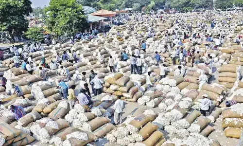 cotton, dhilli, farmers,  warangal enumamu market