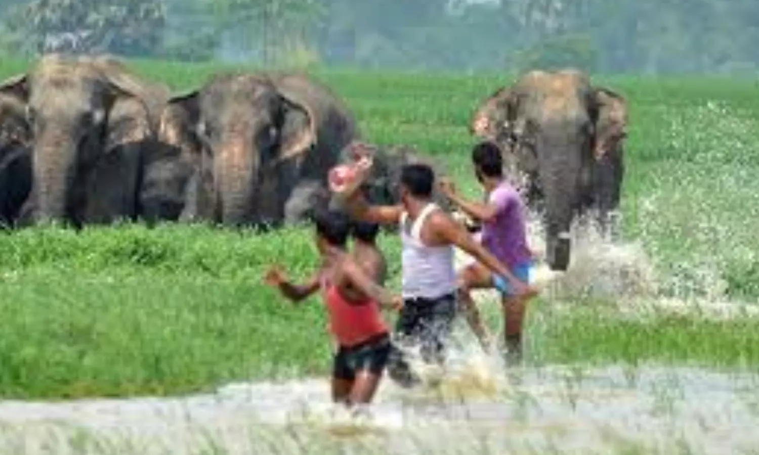 rakesh chaudhary, tdp leader, died, elephant attack