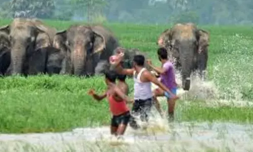 rakesh chaudhary, tdp leader, died, elephant attack