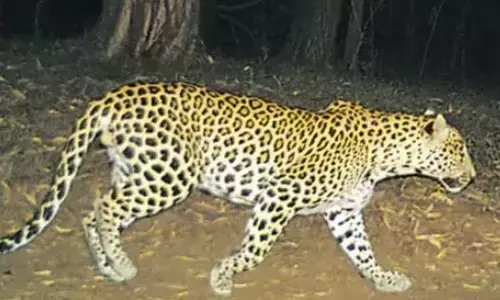 leopard, roaming, ramayampet, medak district