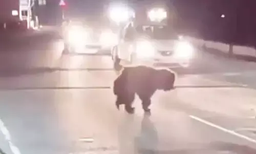 bear, attack, srisailams sunnipenta road, andhra pradesh