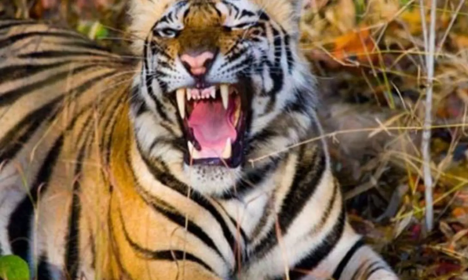 tiger, shoot, sensational decision, kerala