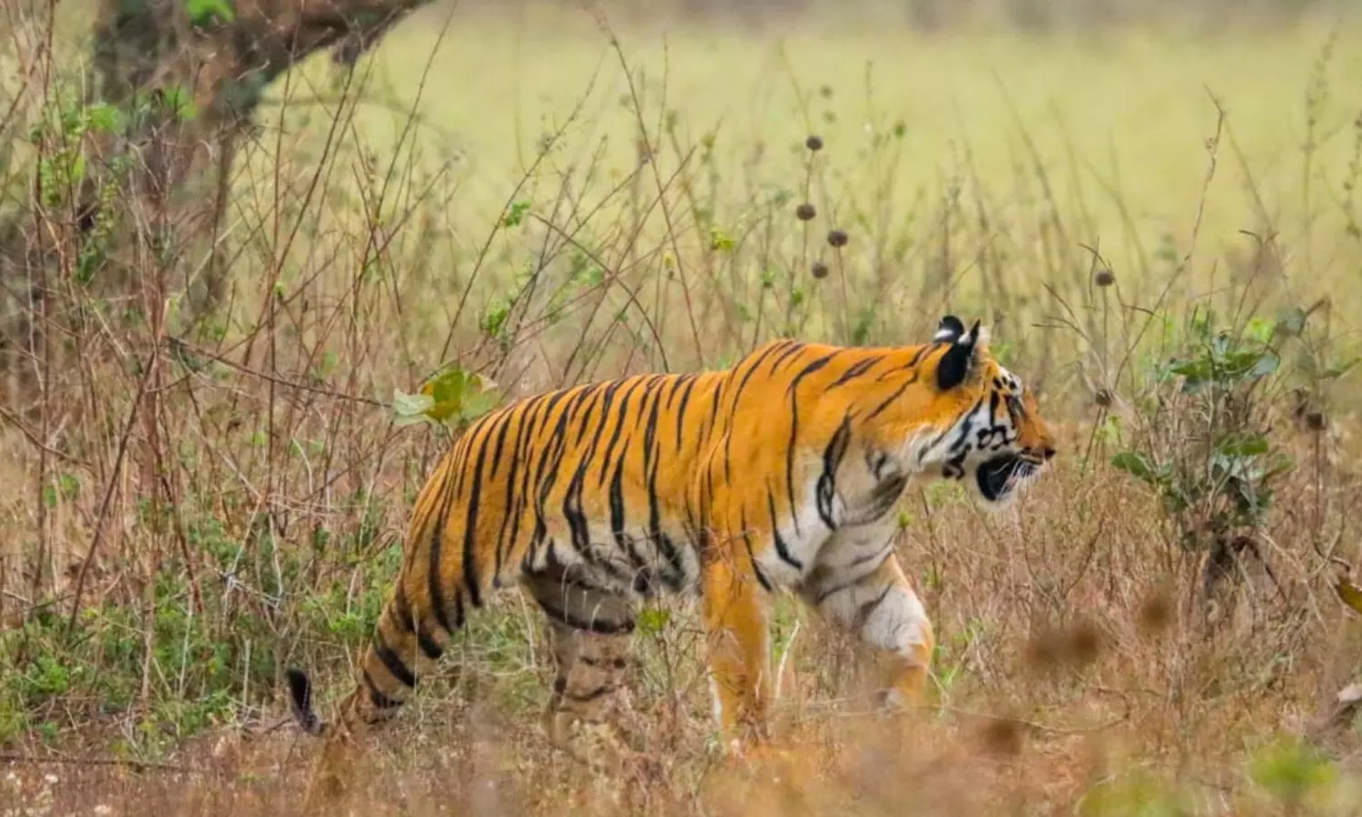 tiger, movement, creates a stir, jagittala district tiger, movement, creates a stir, jagittala district
