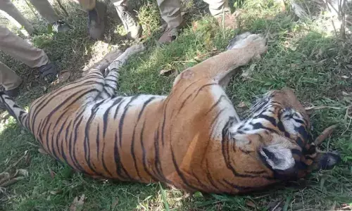 tiger, died, wayanad,  kerala