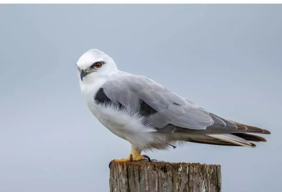 రైతులకు మేలు చేసే రామదాసు పక్షి- ప్రత్యేకతలు తెలుసా?