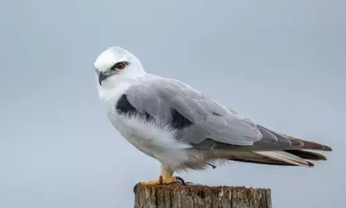 రైతులకు మేలు చేసే రామదాసు పక్షి- ప్రత్యేకతలు తెలుసా?