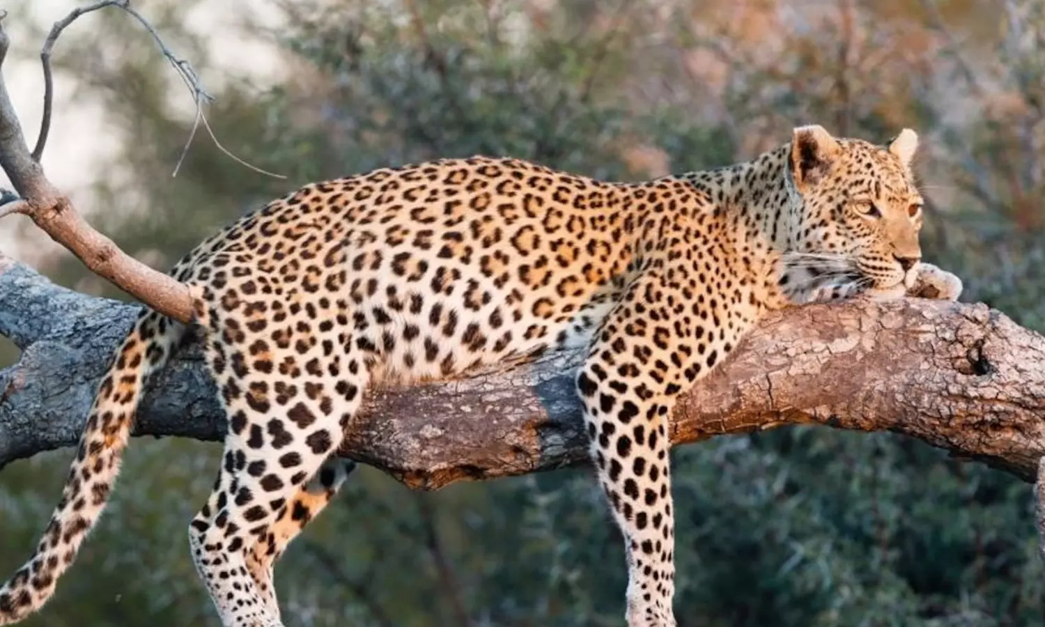 leopard, spotted, tree,  komuram bhim district