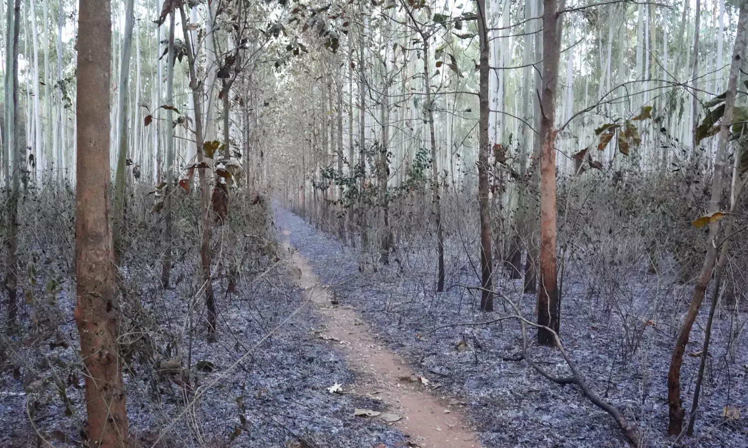 kandula durgesh, minister,dandakaranya,rajanagaram