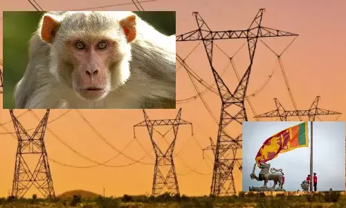 లంకలో కరెంట్ పోయింది.. వానరమే కారణం