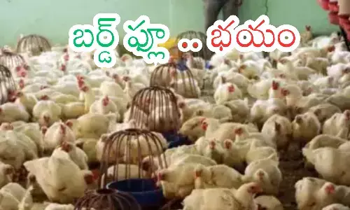 chicken,  infected, bird flu, andhra pradesh